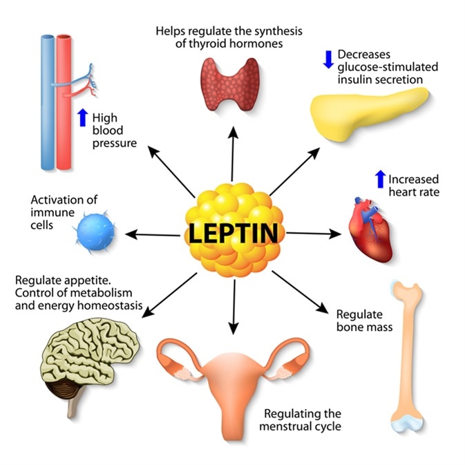 Image Credit: Designua / Shutterstock - Leptin is a hormone made by adipose cells that helps regulate appetite, control of metabolism, energy homeostasis, activation of immune cells, and other function.