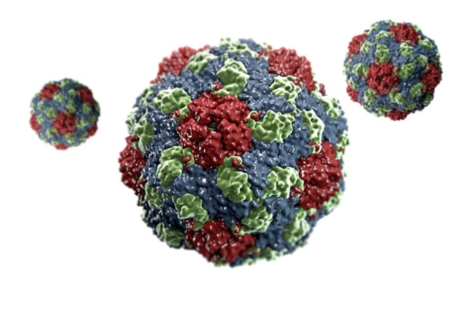 The Structure of Human Parechovirus. Parechoviruses are human pathogens that cause diseases ranging from gastrointestinal disorders to encephalitis. - Image Credit: vitstudio / Shutterstock