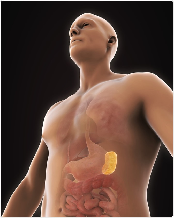 Human Spleen Anatomy Illustration. 3D rendering - Image Credit:  Nerthuz / Shuttersto