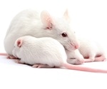 Mouse sperm subjected to cosmic environment still produces healthy offspring, report researchers