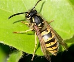 Sanctions prevent cheating and lead to better, more mutually beneficial fig-wasp relationships