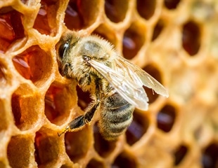 Mild bee venom appears to be more usable for pharmacology