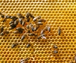 Study reveals anti-arthritic effects of bee venom