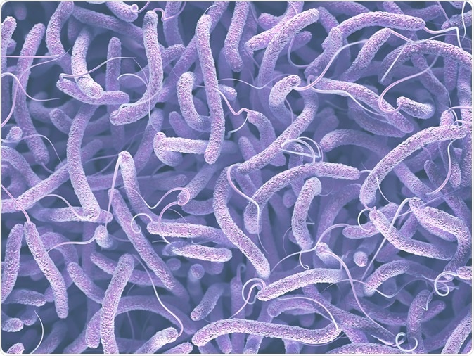 Vibrio cholerae, Gram-negative bacteria. 3D illustration of bacteria with flagella. Image Credit: ktsdesign - Shutterstock