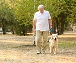 Dog ownership provides many health benefits for seniors