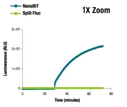 NanoBiT® Luminescence at 1X Zoom