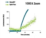 Using NanoBiT® Technology to Study the Dynamics of Protein Interactions in Live Cells