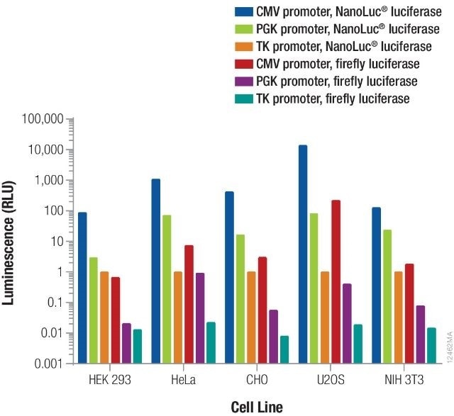 Relative luminescence for firefly and NanoLuc® luciferases expressed from constitutive promoters in multiple cell types.