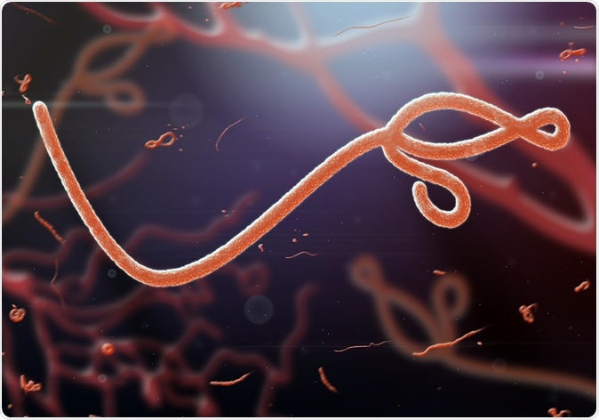 Microscopic view of the Ebola virus (Illustration). Image Credit: jaddingt / Shutterstock