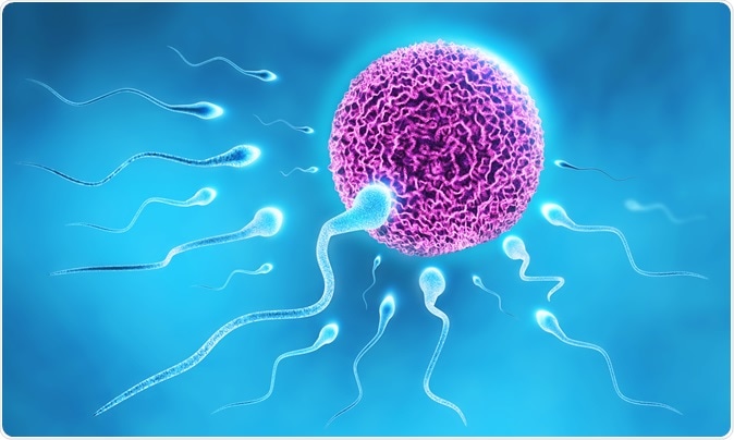 Sperm and Egg Illustration: Razvan Ionut Dragomirescu / Shutterstock