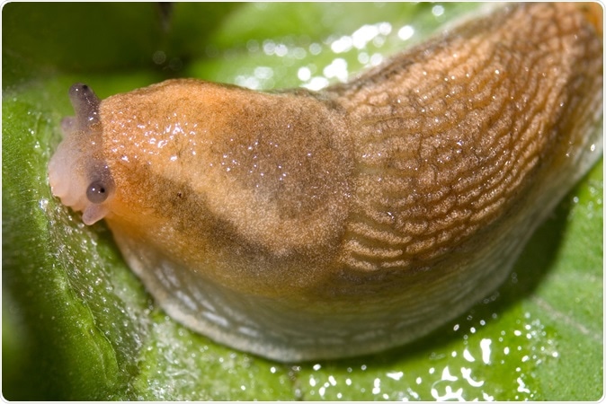 Slug, Dusky Arion, Arion subfuscus. Image Credit: Doug Lemke / Shutterstock