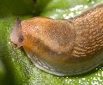 Slugs inspire a surgical bio glue