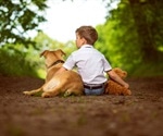 Genetic basis behind friendliness of dogs and humans uncovered in a new study