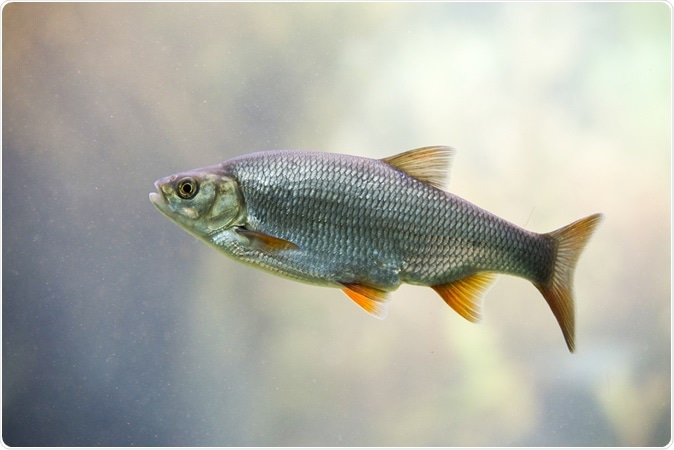 Freshwater fish Common Roach. Image Credit: Trybex / Shutterstock
