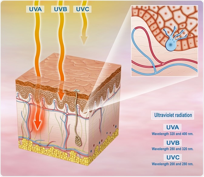 Illustration of the segment of the exposed skin to sunlight and solar UVA, UVB, UVC. Image Credit: Alexilusmedical / Shutterstock