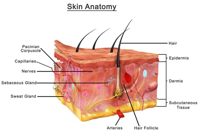 Skin anatomy 3d illustration - Image Credit: Sciencepics / Shutterstock