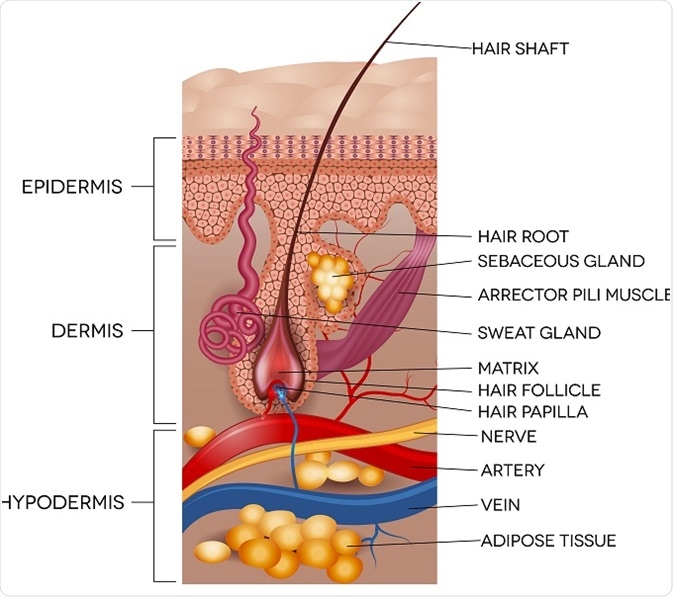 Top 48 image multiple hairs in one follicle - Thptnganamst.edu.vn