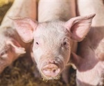 GM pigs one step closer to providing organs for human transplant