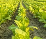 Polio vaccine developed using tobacco plants could transform how vaccines are made