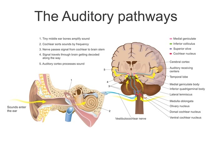 The auditory system is the sensory system for the sense of hearing. It includes both the sensory organs (the ears) and the auditory parts of the sensory system. Image Credit: Artwork studio BKK / Shutterstock