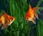 Goldfish survive lack of oxygen for months by converting their carbs to alcohol