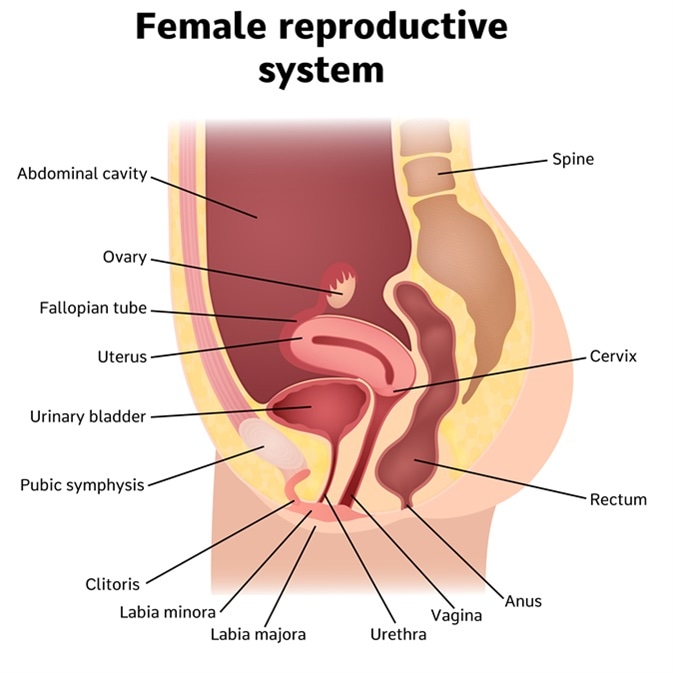 Female internal genital organs sectional, structure of the female reproductive system. Image Credit: Shutterstock