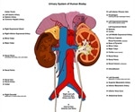 Urologic Diseases