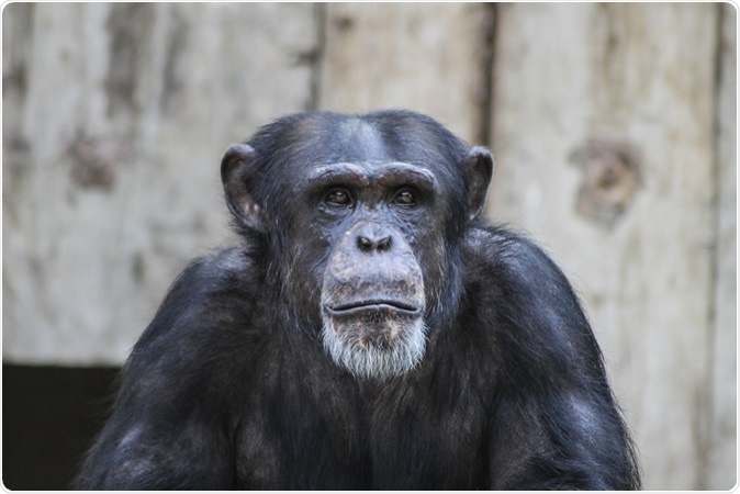 Aging chimps show Alzheimer’s like brain changes. Image Credit: Pixelcount / Shutterstock