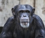 Aging chimps show Alzheimer’s like brain changes – new research shows
