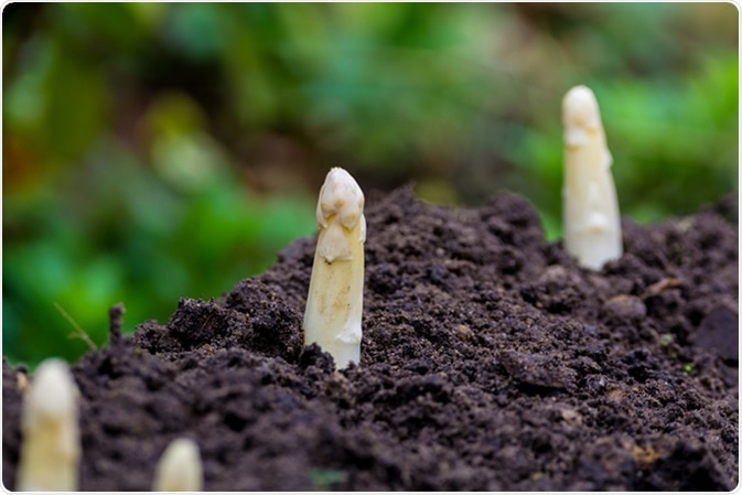 Fresh white asparagus - spring growth on cultivated fields. Image Credit: barmalini / Shutterstock