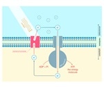 Researchers harness lipid nanodiscs to produce hydrogen fuel