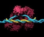 Scientists use genome editing to understand role of a gene key to human embryonic development