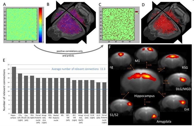 Quantitative assessment of inter-component direct connectivity using partial correlation analysis and identification of the most connected brain regions. (A) Weighted undirected matrix (WUM) generated after correlating the time courses of the non-artifactual components obtained with group 100-ICASSO and respective 3D visualization (B). (C) Binary undirected matrix (BUM) reflecting the statistically significant positive correlations and 3D display (D). (E) Ranking of the most connected brain areas, considered as nodes of the functional connectivity. For identifying the brain regions in the graph see the complete abbreviation list. (F) Spatial maps of the rostro-dorsal hippocampus and of its strongest connections, as reflected by the partial correlation coefficient displayed between pairs of IC.