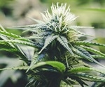 One-fourth of cancer patients use cannabis, study reveals