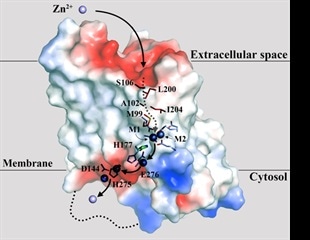 Controlling zinc transporter levels could be effective plan to combat pancreatic cancer, other diseases