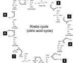 Krebs Cycle Overview