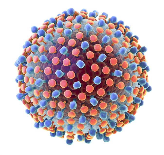 Hepatitis C virus model, 3D illustration. A virus consists of a protein coat (capsid) surrounding RNA and outer lipoprotein envelope with two types of glycoprotein spikes, E1 and E2. Image Credit: Kateryna Kon / Shutterstock
