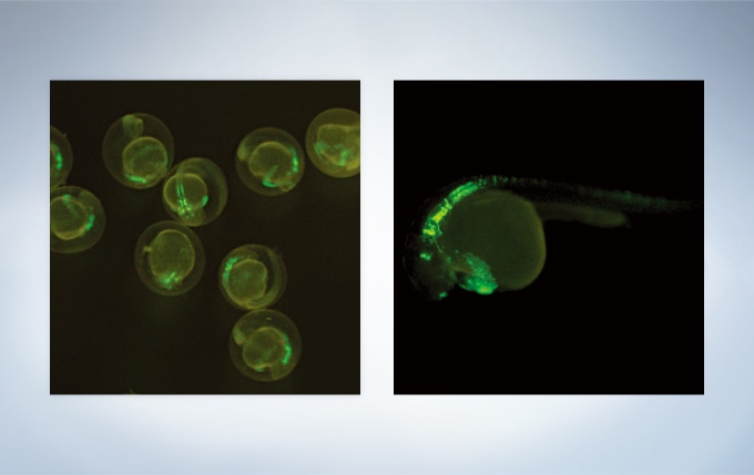 Left: GFP-expressed Zebrafish embryo, Right: GFP-expressed Zebrafish embryo (28–30 hours old) The image data courtesy of: RIKEN Brain Science Institute, Laboratory for Developmental Gene Regulation