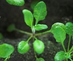 Study finds a cellular mechanism that protects plant genes from impacts of mutation