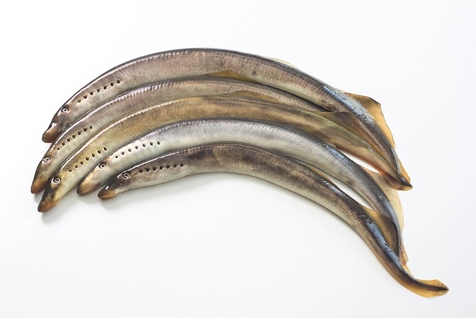 River lamprey. Image Credit: Krot44 / Shutterstock