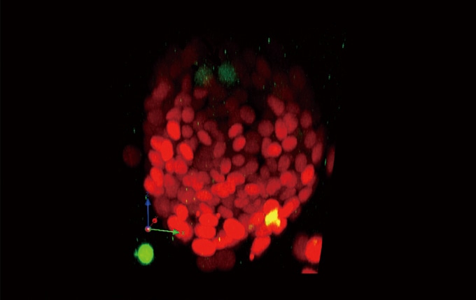 3D reconstruction images of a live sphere made of NMuMG/Fucci2 cells. Confocal images were acquired by using an Olympus FV1000 confocal microscope. (Red: cell cycle G1 phase, Green: cell cycle S/G2/M phase) Image data courtesy of: Asako Sakaue-Sawano, Ph.D. Atsushi Miyawaki, M.D., Ph.D. Laboratory for Cell Function Dynamics, Advanced Technology Development Core, RIKEN Brain Science Institute