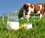 ​Estrogens found in cows’ milk shown to pose no risk to adult health