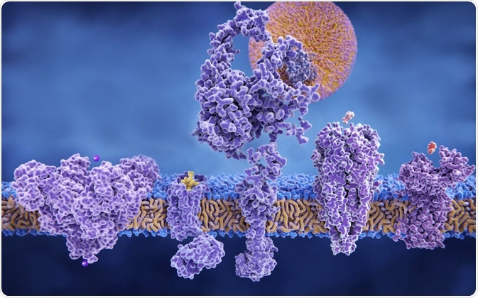 Protein channels in a cell membrane. By Juan Gaertner