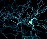 'Digital brain' recreates protein trafficking in the brain