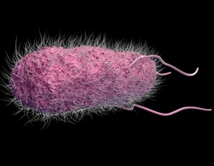 Understanding how the gut mycobiota respond to antibiotic treatment