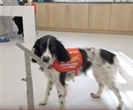 Dogs trained to sniff out malaria