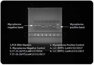 Agarose Gel of Mycoplasma PCR Test Results - Bioimaging results of agarose gel electrophoresis of PCR products from human and mouse tumor cells that express GFP and RFP fluorescent proteins. LLC (RFP) and C-26 (GFP) have the same number of base pairs as the Mycoplasma positive band DNA.