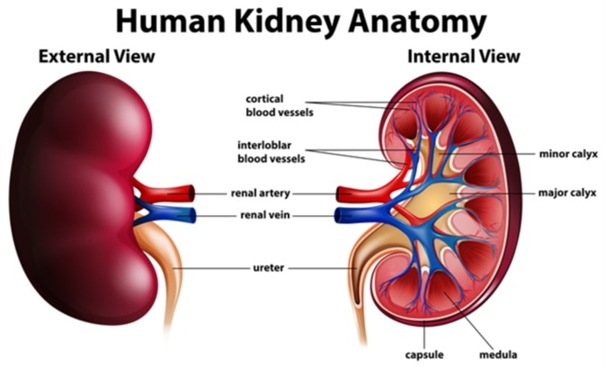 Diagram showing human kidney anatomy illustration. Image Credit: BlueRingMedia / Shutterstock