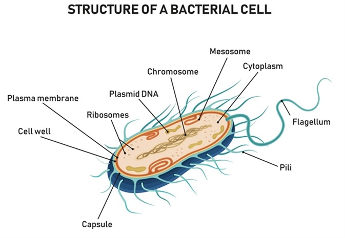 Structure of a bacterial cell. Image Credit: Logika600 / Shutterstock