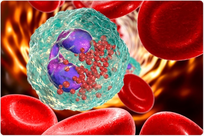 Eosinophil in blood, a white blood cell, 3D illustration. Eosinophils are granulocytes taking part in allergy and asthma, protection against multicellular parasites. Image Credit: Kateryna Kon / Shutterstock